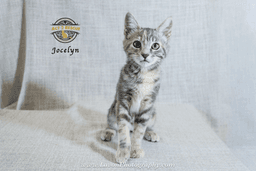 Jocelyn image 2