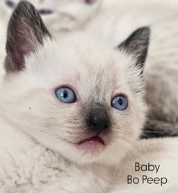 Bo Peep image 1