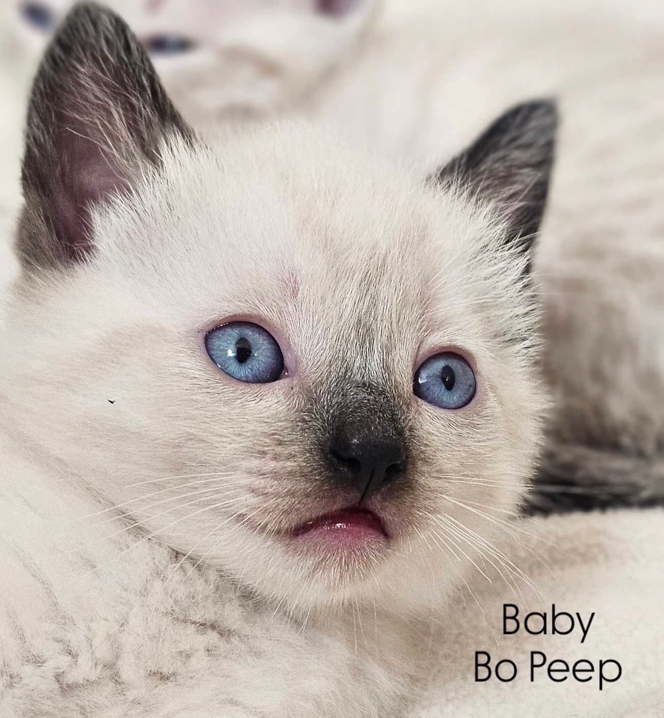 Bo Peep - Siamese