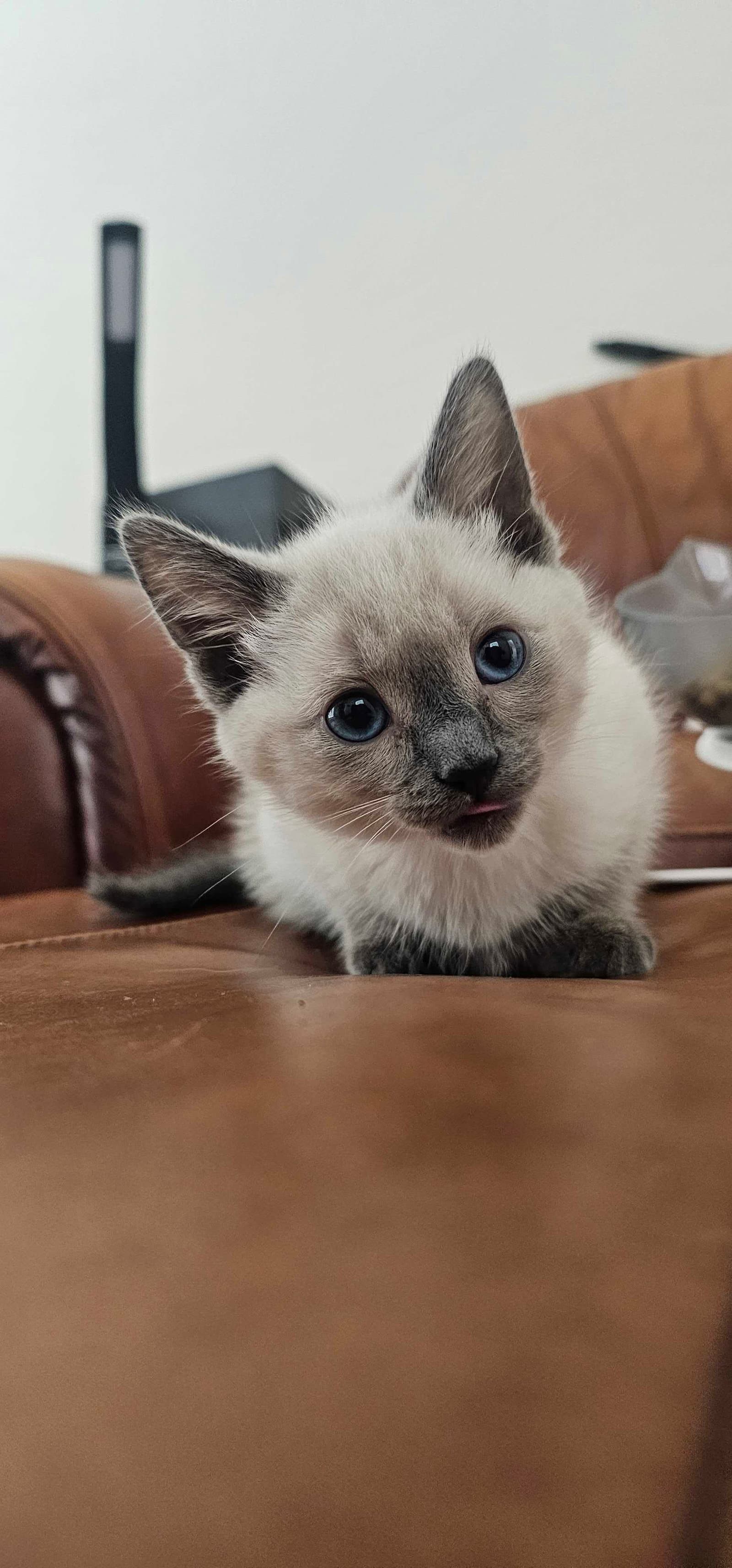 Jessie - Siamese