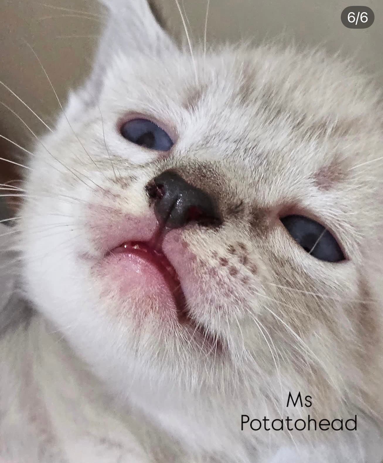 Ms Potatohead - Siamese