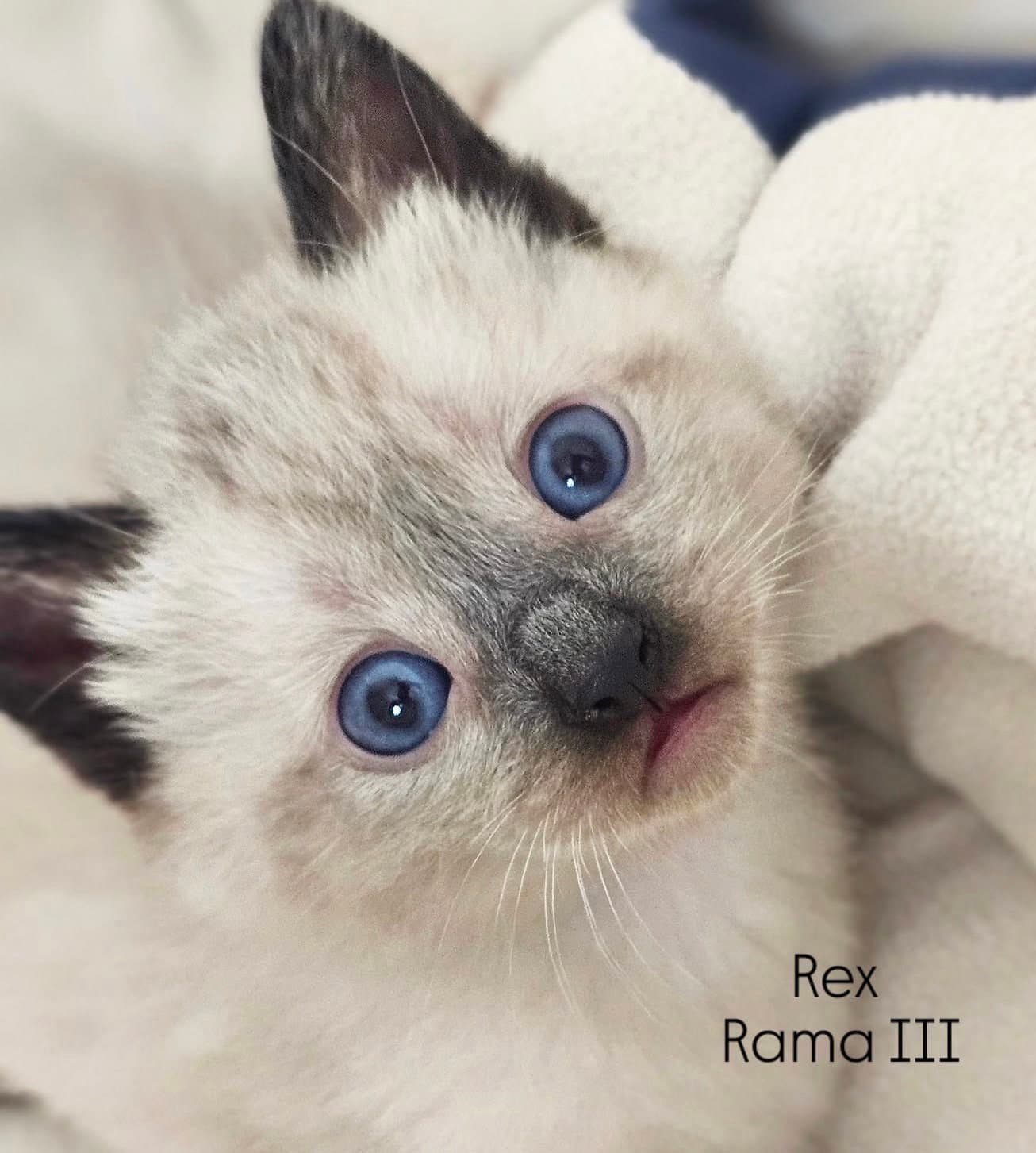 Rex - Siamese