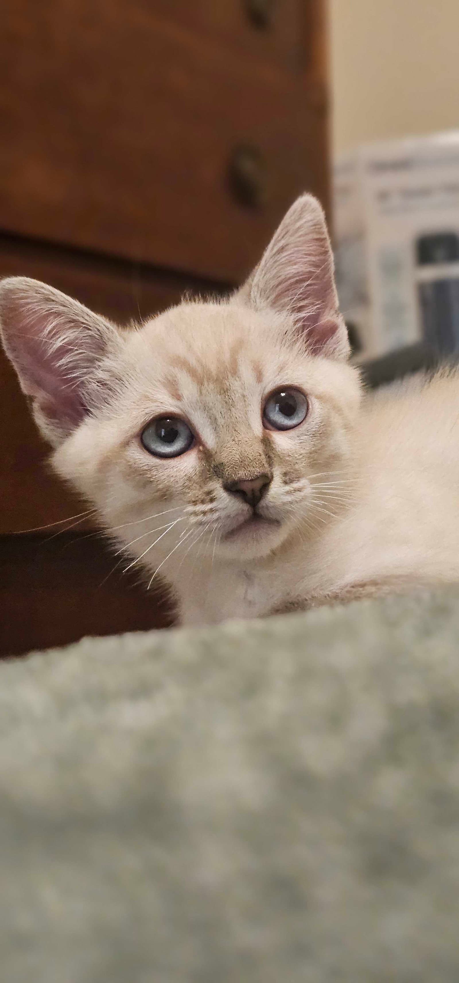 Buzz - Siamese