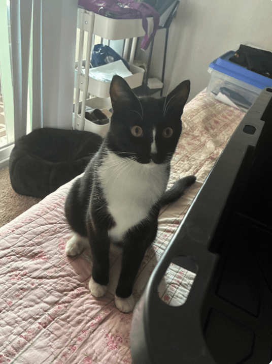 Sashimi - Tuxedo
