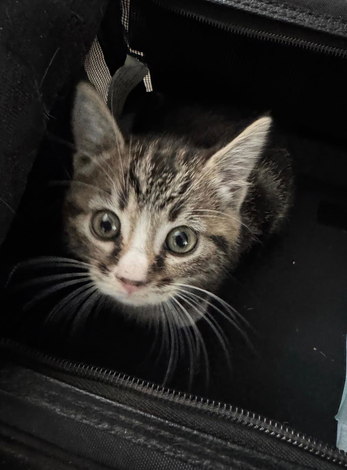 Stiorra - Domestic Short Hair