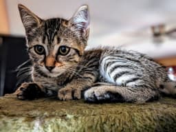 Zoe image 1