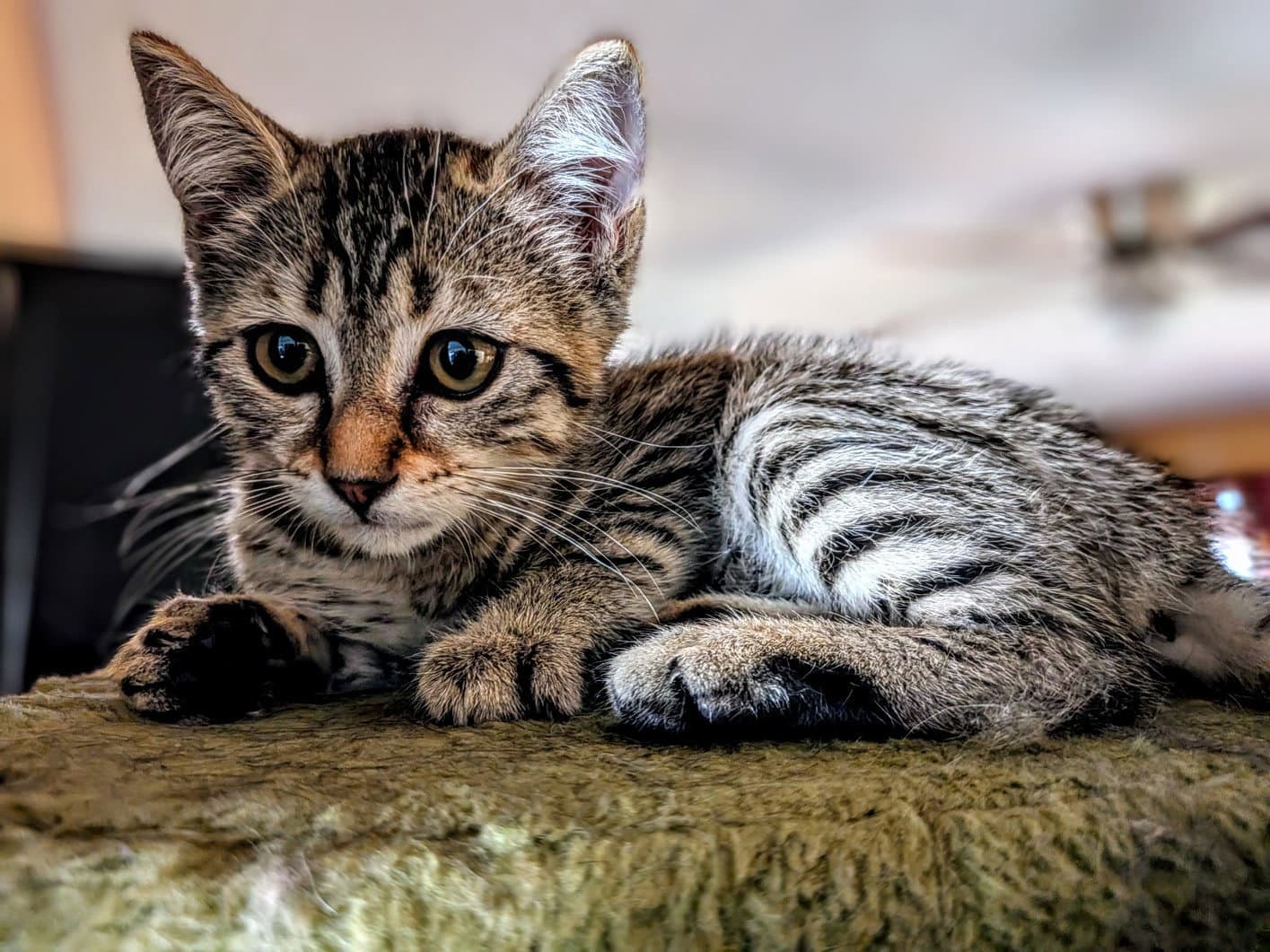 Zoe - Domestic Short Hair
