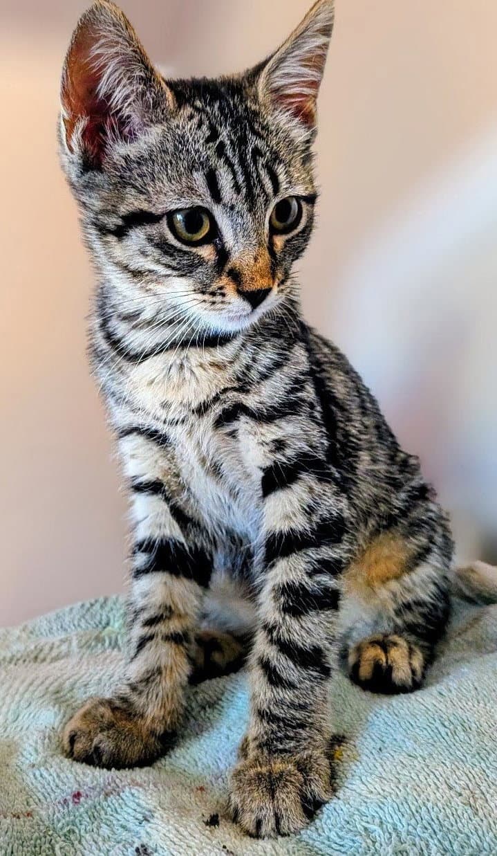 Tessi - Domestic Short Hair