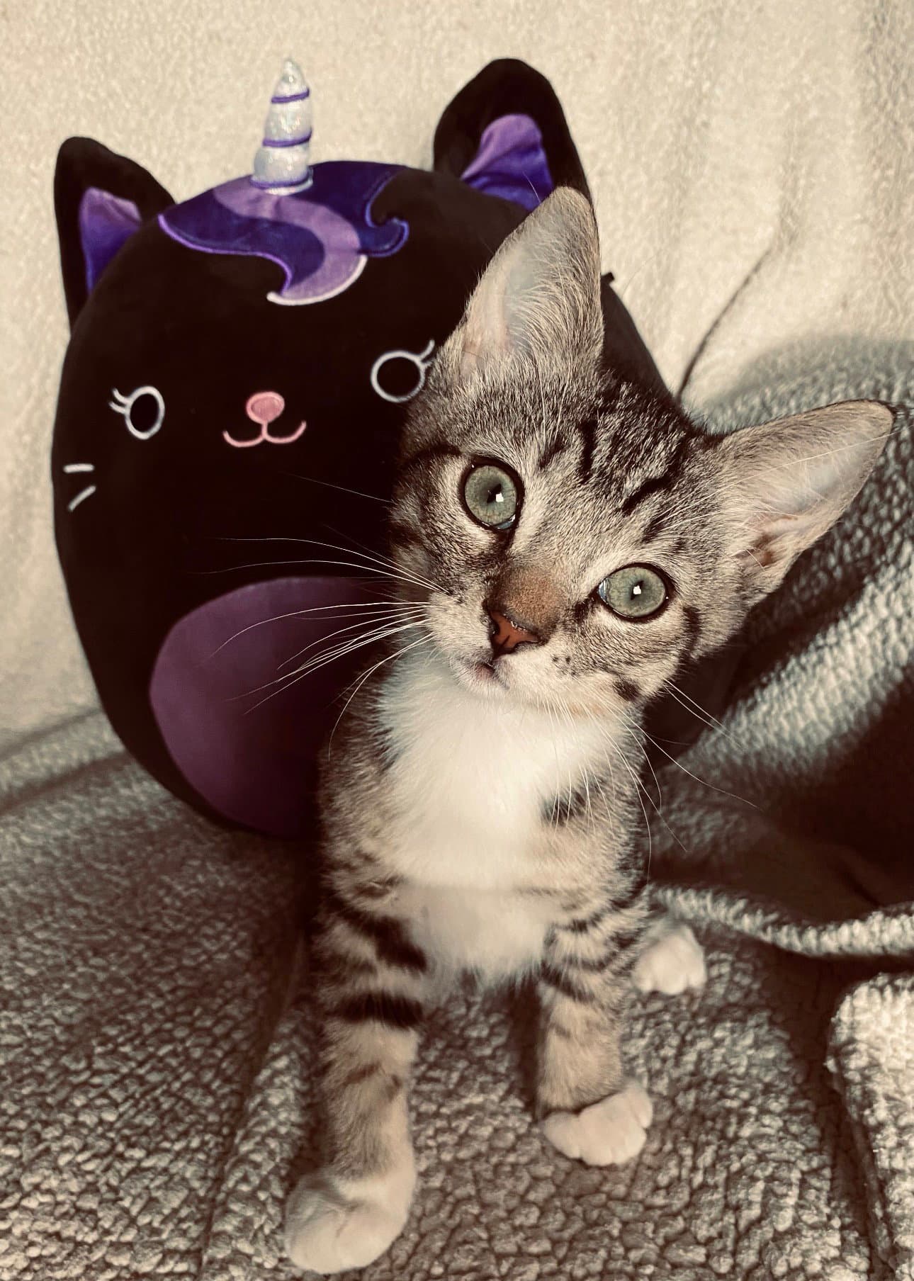 Ragnar - Domestic Short Hair