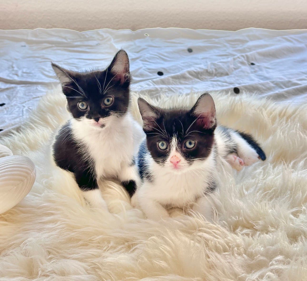 Mickey - Domestic Short Hair