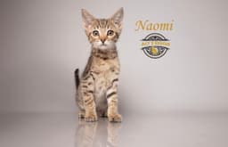 Naomi image 1