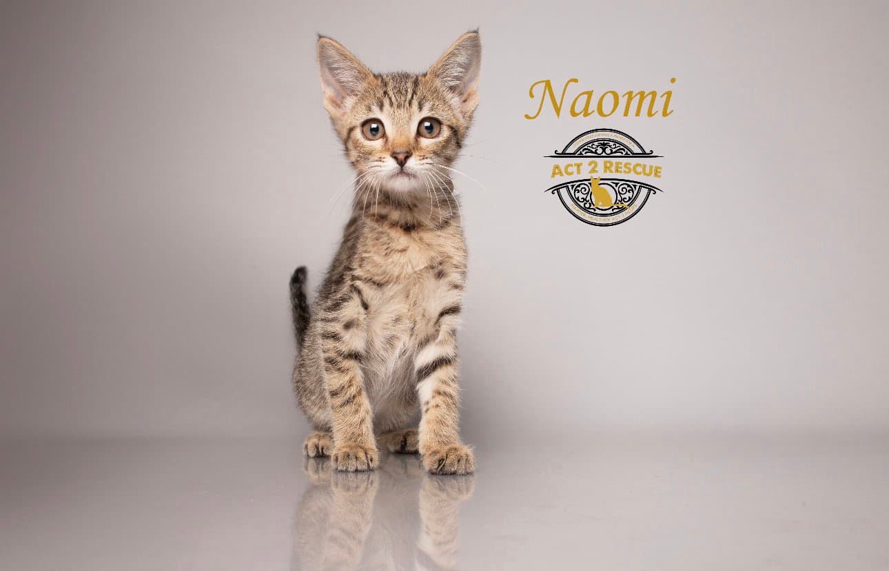Naomi - Domestic Short Hair