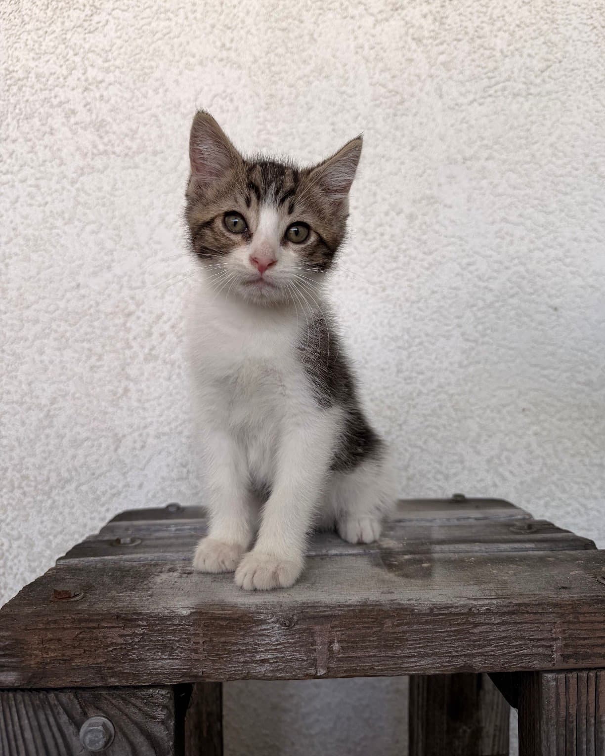 Aden - Domestic Short Hair