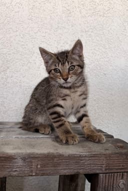 Sophie image 1