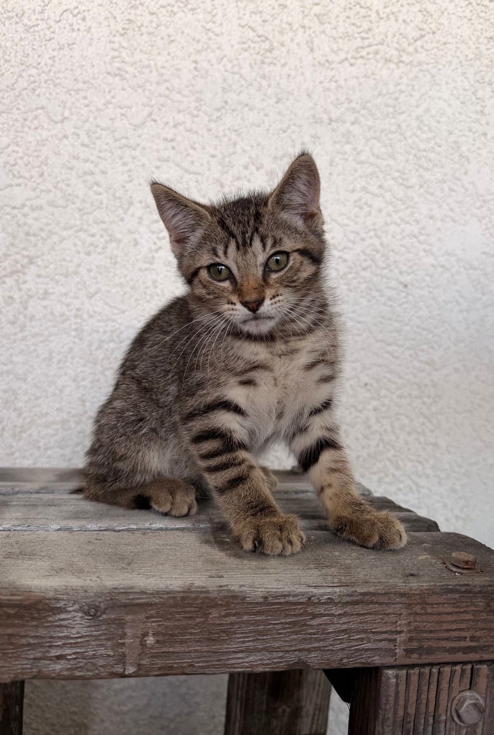 Sophie - Domestic Short Hair