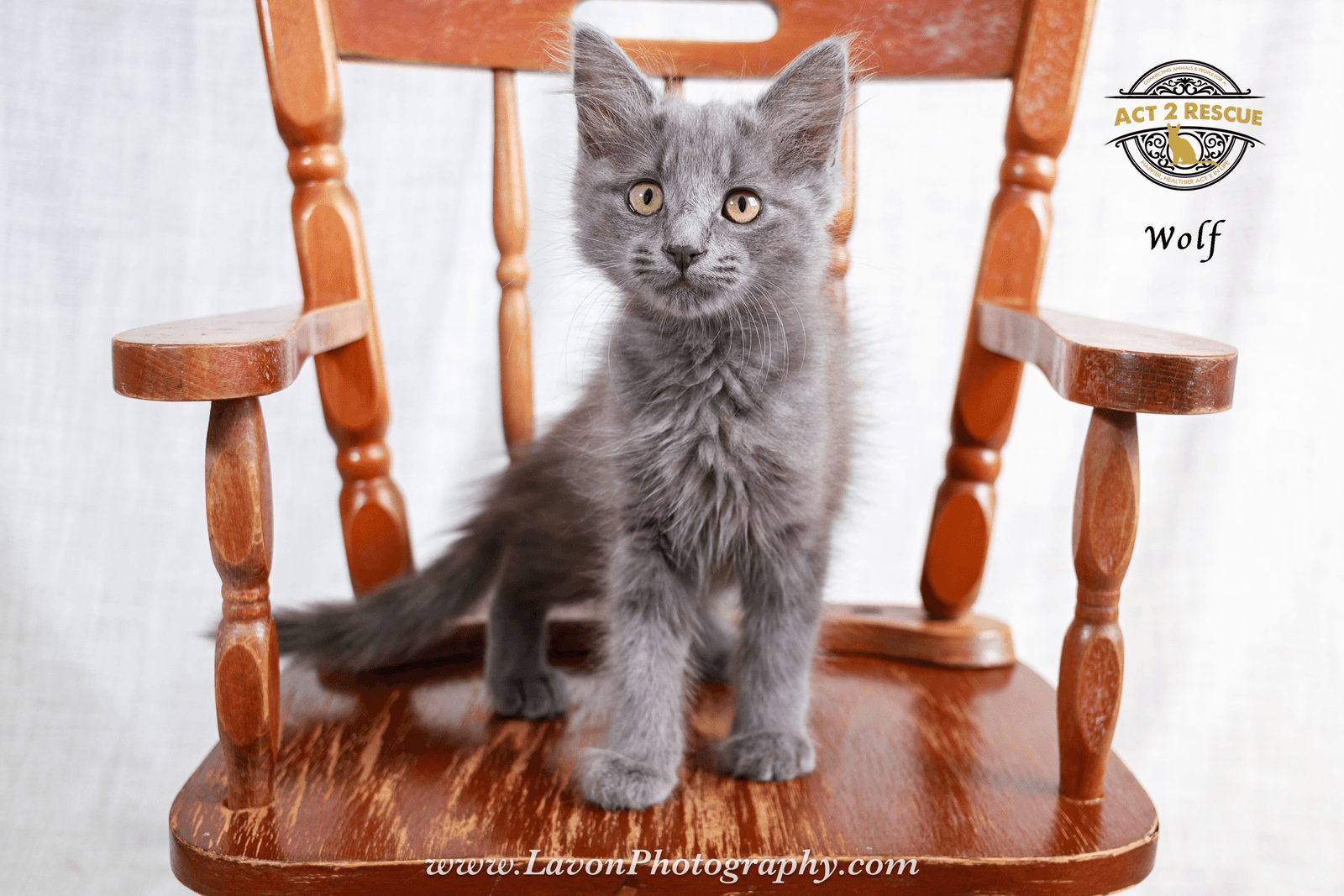 Wolf - Domestic Long Hair
