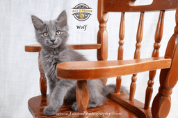 Wolf image 4