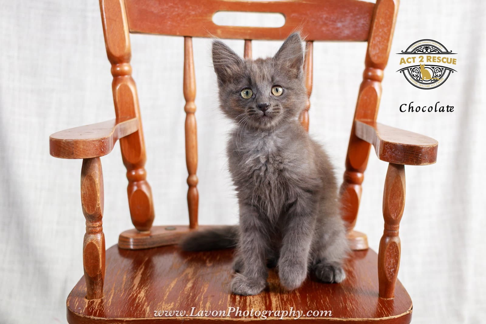 Chocolate - Domestic Long Hair
