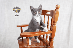 Tom image 3