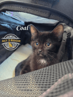 Coal - Domestic Short Hair