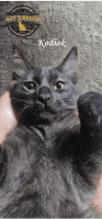 Kodiak - Domestic Medium Hair