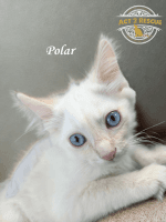 Polar - Siamese