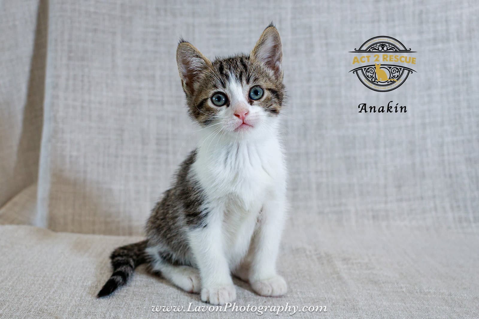 Anakin - Domestic Short Hair