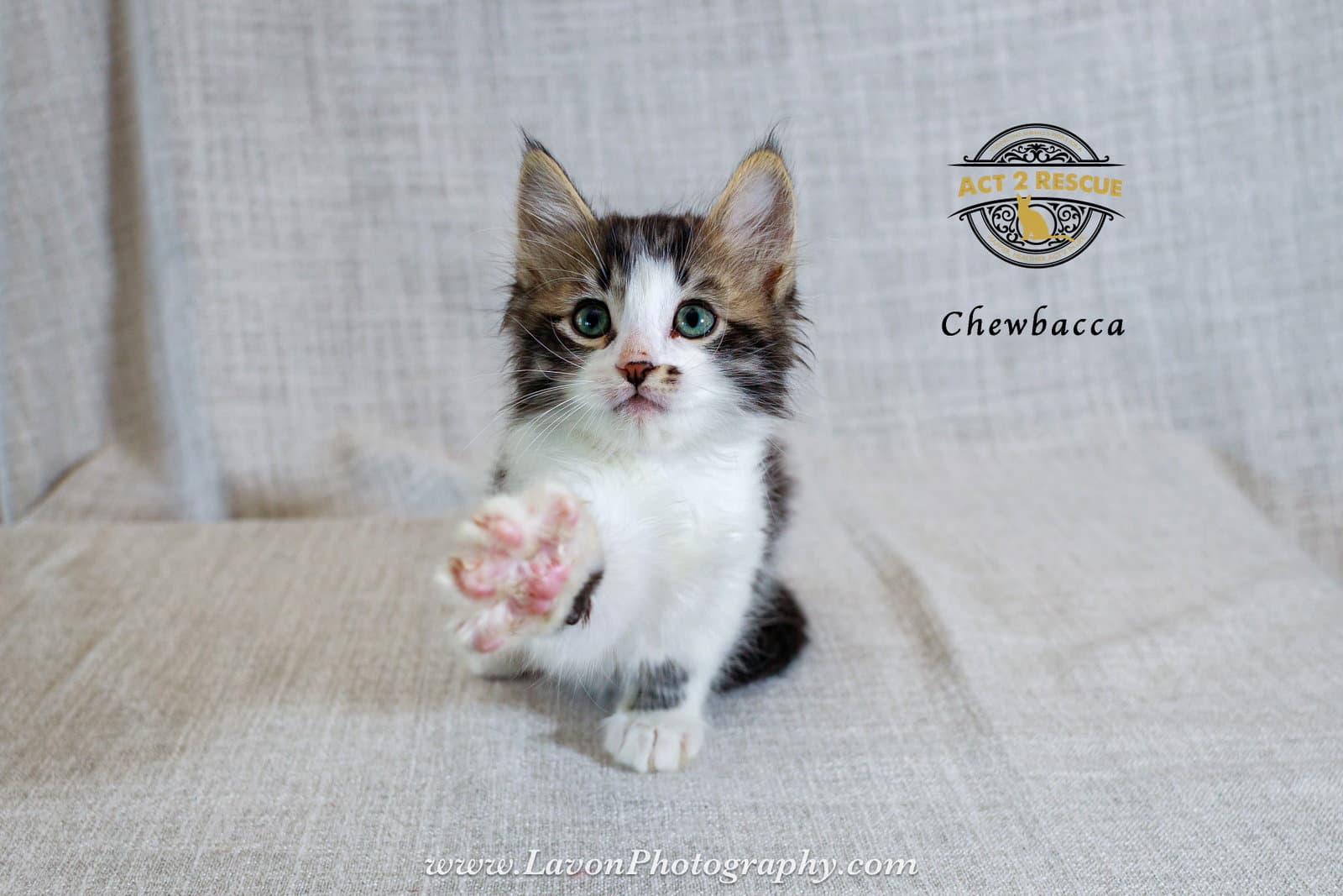 Chewbacca - Domestic Medium Hair