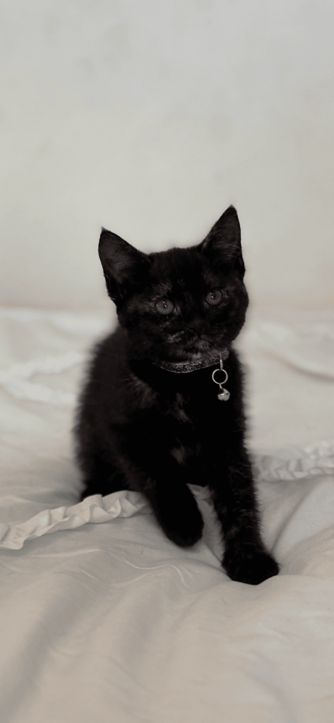 Nyx - Domestic Short Hair