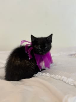 Nyx image 2