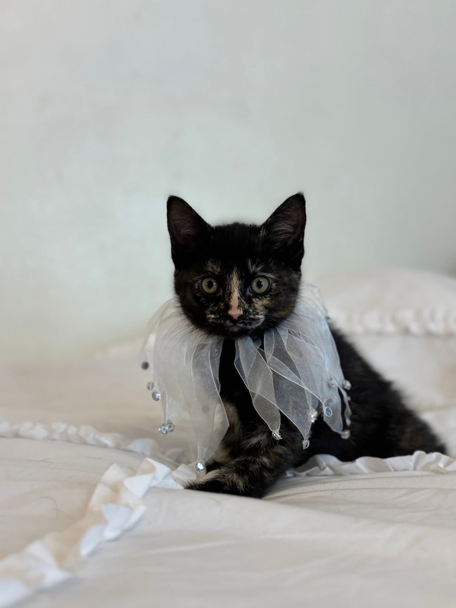 Sable - Domestic Short Hair