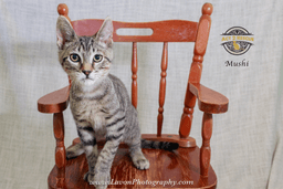 Mushi image 1