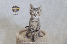 Mushi image 3
