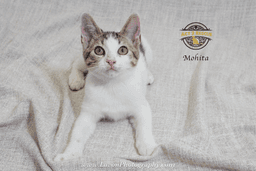 Mojita image 1
