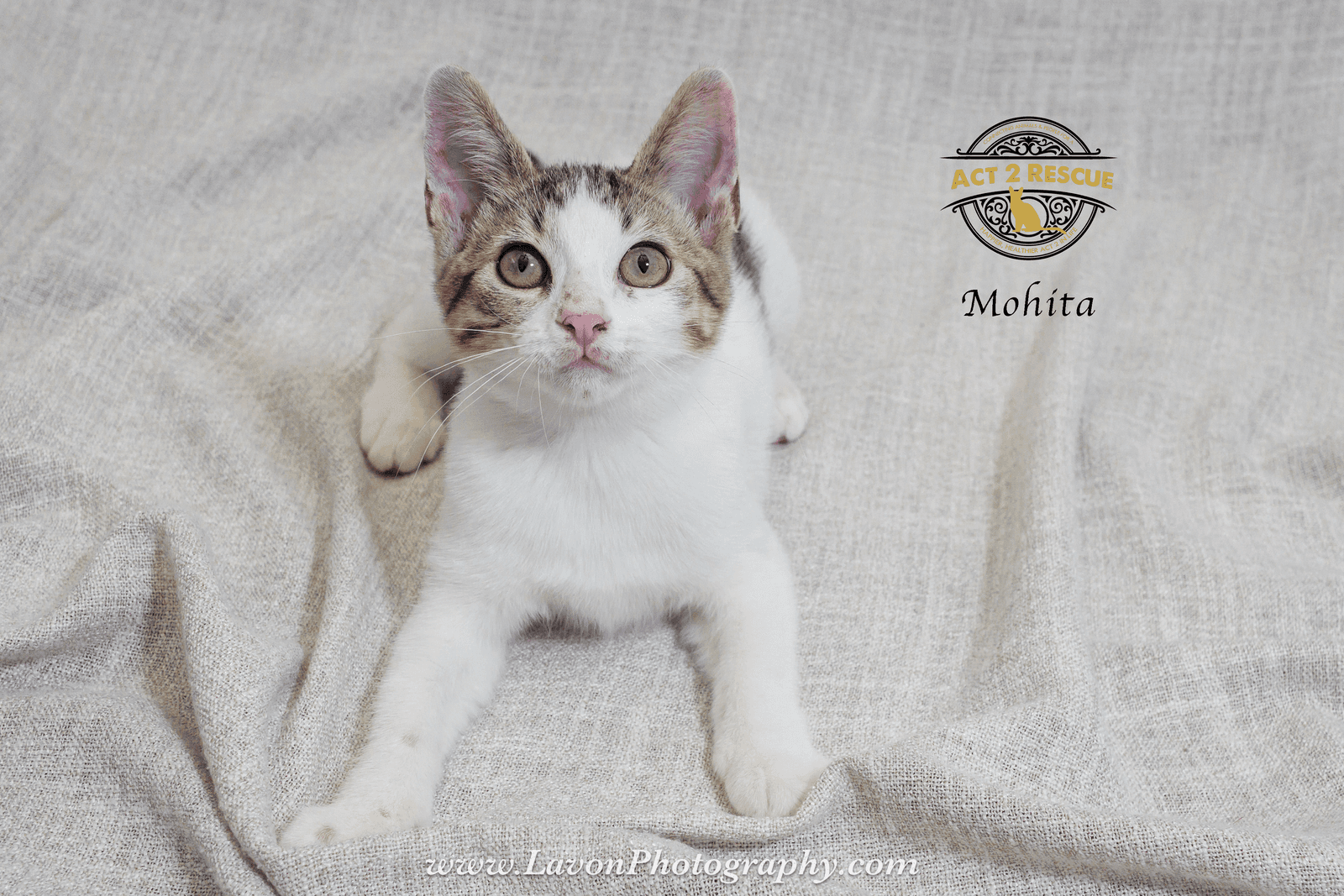 Mojita - Domestic Short Hair