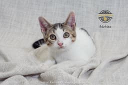Mojita image 3