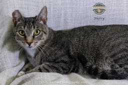 Sherry image 1