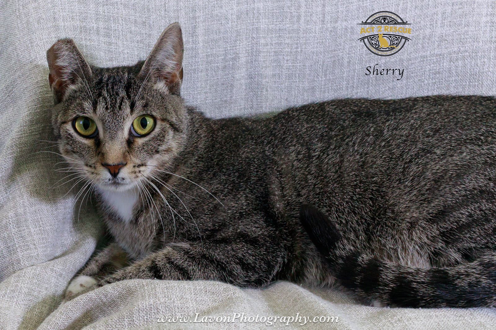 Sherry - Domestic Short Hair