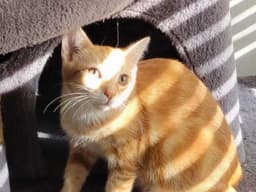 Miki image 1