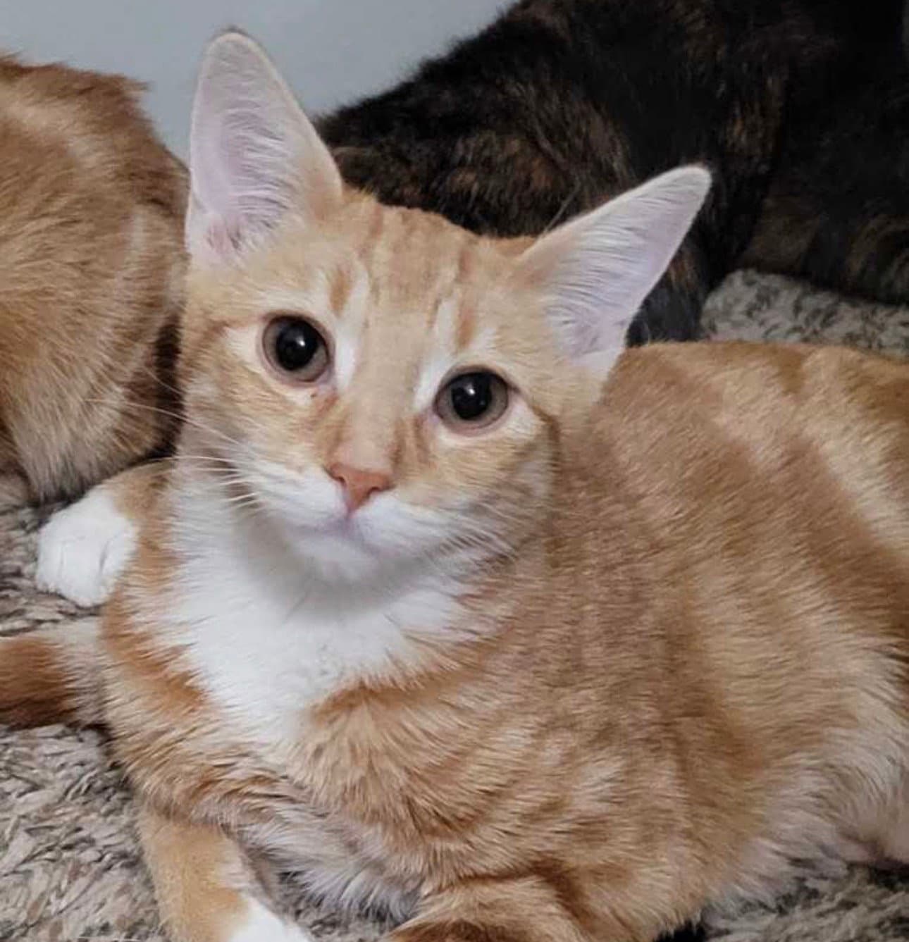 Ren - Domestic Short Hair