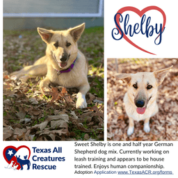 Shelby image 1