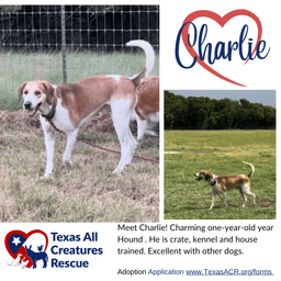Charlie image 1
