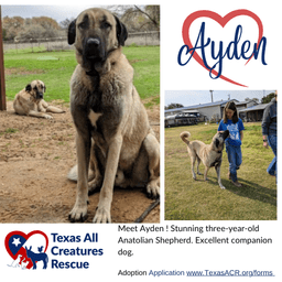 Ayden image 1