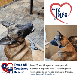 Theo image 1