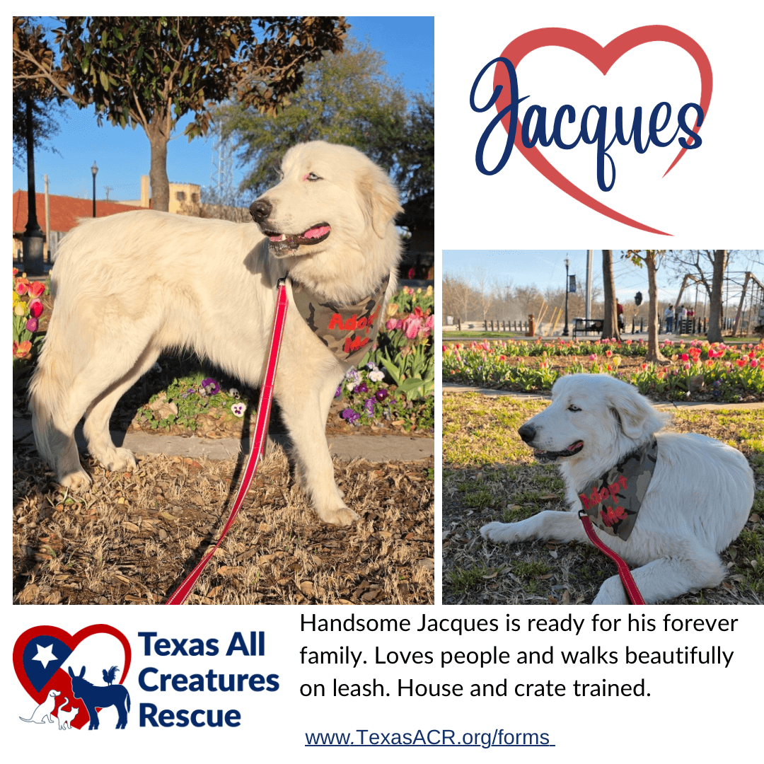 Jacques - Great Pyrenees