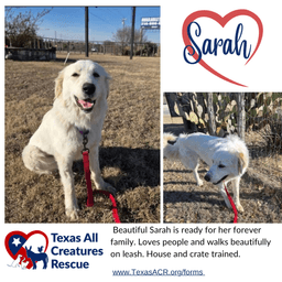 Sarah image 1