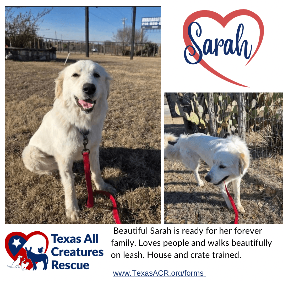 Sarah - Great Pyrenees