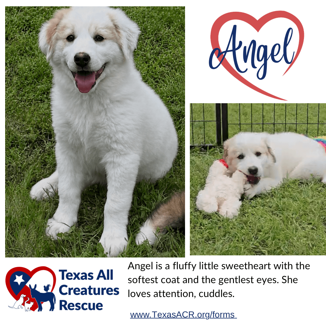 Angel - Sheep Dog