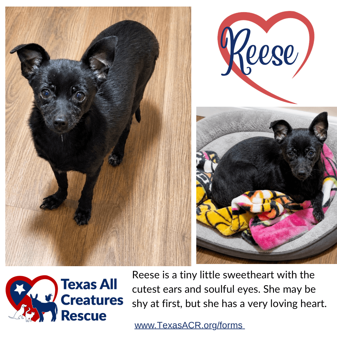 Reese - Chihuahua