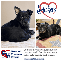 Snickers image 1